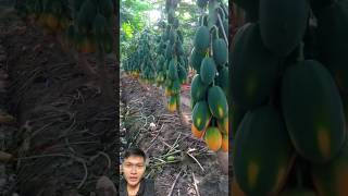 Papaya harvest sonlv [upl. by Sayles]