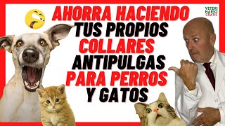 ✅ 4 Collares ANTIPULGAS CASEROS para PERROS y GATOS ✅ Con REPELENTES NATURALES [upl. by Noirad288]