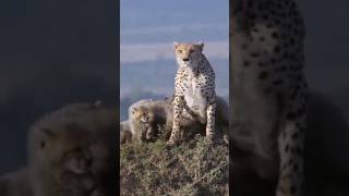 Mother Cheetah Saves Her Cubs From A Lion [upl. by Eleph]