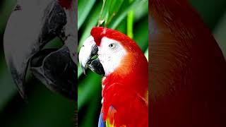 Why Parrots Mimic Human Speech cuteanimals animallover funny animalshorts [upl. by Mayce]