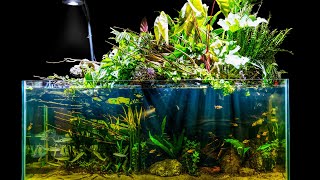 Natural Jungle Aquascape w Emergent Plants Riparium Build [upl. by Henson619]