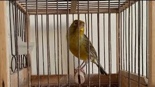 meilleur chant canari l chant canari timbrado morocco [upl. by Kreiner999]