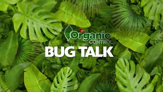 Bug Talk Episode1 Ladybugs [upl. by Rahmann]