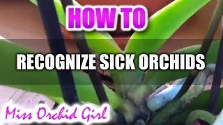 How to recognize sick or healthy Orchids [upl. by Ynatil]