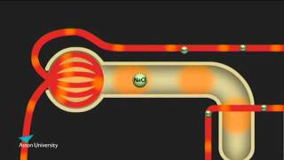 The Kidney amp the Counter Current Multiplier Pharmacology teaching at Aston University [upl. by Annoek]