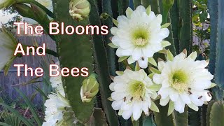 Blooming Peruvian Apple Cactus [upl. by Roosnam700]