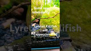 Lyretail Killifish and Cappuccino snail 💚🖤💚 aquarium fish snail shrimp fishtank plantedtank [upl. by Namreg]