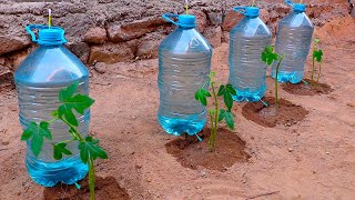 Este es el mejor truco del jardinero sistema de RIEGO POR GOTEO con botellas de plastico [upl. by Htidirrem]