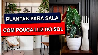 40 ideias de PLANTAS Para Sala que precisão de POUCA LUZ DO SOL [upl. by Anselmi]