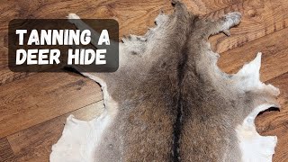 TanningPickling A Fallow Deer Hide With Alum [upl. by Tooley]