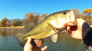 1 SPINNER BAIT  LATE FALL BASS FISHING [upl. by Dusza]