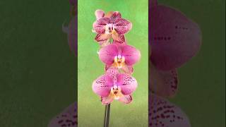 Keep orchids blooming longer with these 2 simple tips 🌸 [upl. by Susette253]