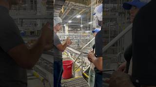 Touring AnheuserBusch in Fairfield California beer MakingCA [upl. by Enyahs288]