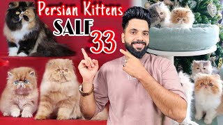 Persian Cats For Sale  Cute persian kittens  persian cat  persian cat price in india  cats sale [upl. by Etteniuqna]