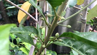 Egg fruit plant  Canistel  Pouteria Campechiana  October update with flowers [upl. by Inatirb637]