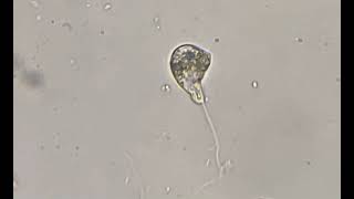 Slurpy euglena eating an amoeba part 2 [upl. by Acsecnarf691]