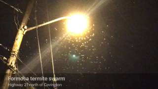 A Formosan termite swarm outside Covington Louisiana [upl. by Eak]