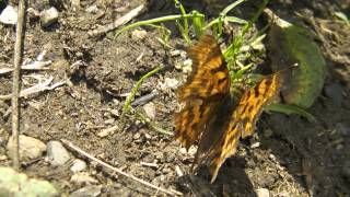 Polygonia calbum Angelwing Comma CButterfly moves around and shows her body characteristics [upl. by Sukey474]