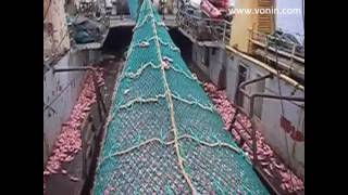 mv Ran  Full codend of Red Fish [upl. by Ecarret]