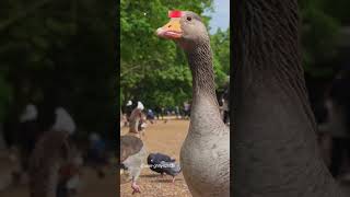 😮🦢👀👑🐦誰才是老大？ 鵝與其他鳥類的互動 😮🦢👀👑🐦Whos the Boss Goose Interacting with Other Birds shortvideo shorts [upl. by Issi]