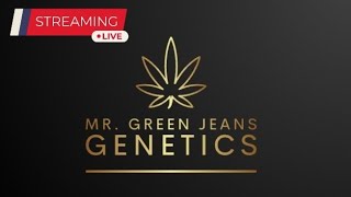 Live w Mr Green Jeans Genetics [upl. by Lemar]