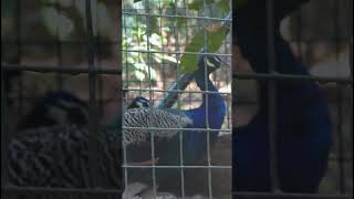 Indian peafowl  TAUSI  4K UHD Video peacock bird  WANYAMA PORI Tanzania [upl. by Ahseiuqal]