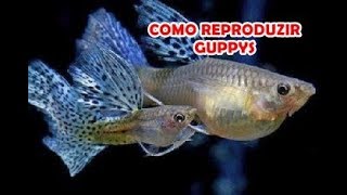 Como reproduzir Guppys [upl. by Baptlsta]