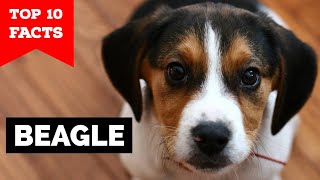 Beagle  Top 10 Facts [upl. by Jonina154]