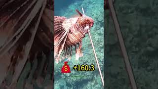 Huge Moray eel  Beautiful lionfish shorts spearfishing [upl. by Randee]