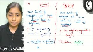 Differentiate between a hypocotyl and epicotyl b coleoptile and coleorrhiza c integumen [upl. by Aneleairam]