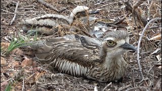 Bush Thickknees with chick Birds of Australia [upl. by Felder]