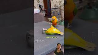 Pus funny birds bird shortvideos shorts [upl. by Onitsoga928]