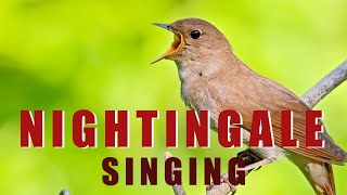 Singing NIGHTINGALE  the best BIRD SONG [upl. by Concepcion]