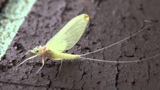 Flatheaded Mayfly Heptageniidae Epeorus Female Subimago [upl. by Emee298]