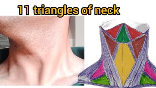 Neck  anatomy  zones  triangles and surgical importance part 1 [upl. by Limemann]