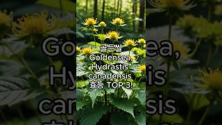 골든씰Goldenseal Hydrastis canadensis의 효능 TOP 3 [upl. by Philemon]