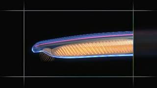 Chordate Animation  Amphioxus to Vertebrate Body Plan [upl. by Newbill]