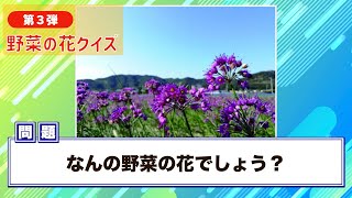 ＜第３弾・連続１１問＞野菜クイズ！この花の野菜はナニ？答えはだれでも知っているあの野菜！ [upl. by Adil]