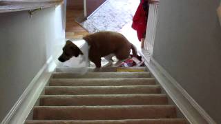 Lucy Conquers Stairs  Part 1 [upl. by Mandie]