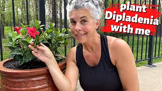 Plant DIPLADENIA With Me 🌺 The Best Flowers for Hot FullSun Areas [upl. by Hartzel309]