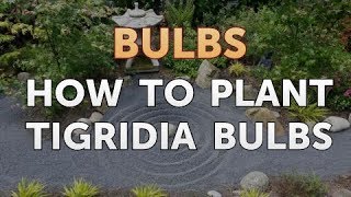 How to Plant Tigridia Bulbs [upl. by Marte409]