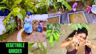 My Home Vegetable Garden Set up  Meghna Vincent  Meghnaz Studiobox [upl. by Akimit]