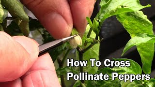 How To Cross Pollinate Pepper Plants To Create A New Type Of Pepper [upl. by Elyrrad]