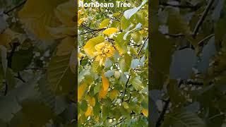 beautiful Hornbeam Tree mid October UK wild nature countryside outdoors s31 [upl. by Adnot]