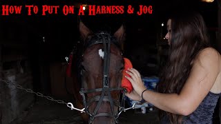 How To Put On A Race Harness amp Jog A Horse  Cheyenne Christman [upl. by Darwin14]