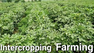 Intercropping Farming  Intercropping vegetables  mixed cropping six crops at one place [upl. by Imeka]