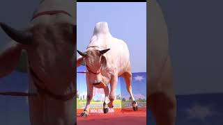 MOST BEAUTIFUL BACHI OF PATHAN CATTLE FARM 2024shortsviralcowpathancattlefarmtrending [upl. by Letti190]