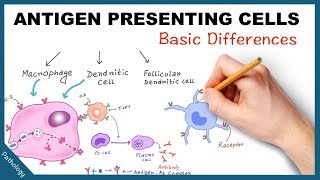 Antigen Presenting Cells  Few basic differences [upl. by Anirbes]