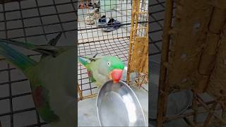 Katori wala tota Johny parrot talking parrot [upl. by Eelreveb]