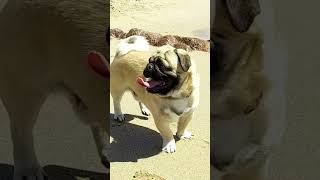 CACHORRO PUG CURTINDO UMA PRAIA [upl. by Keemahs]